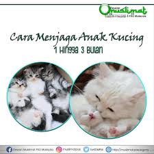 Minggu pertama kelahiran amat penting menjaga emosi ibu kucing supaya tidak mengalami depression. Cara Menjaga Anak Dewan Muslimat Pas Malaysia Dmpm Facebook