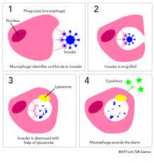 The Immune Response Let S Talk Science