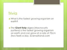 Aug 03, 2021 · a comprehensive database of more than 196 plant quizzes online, test your knowledge with plant quiz questions. Plant Processes Plant Science Trivia What Is The Fastest Growing Organism On Earth The Giant Kelp Algea Macrocystis Pyrifera Is The Fastest Growing Ppt Download