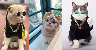 Haiwan ini dapat bergerak di tanah dan meninggalkan habitat air selama tiga hari, untuk mencari sumber makanan baru. Lima Baka Kucing Paling Comel Yang Pasti Membuatkan Anda Cair