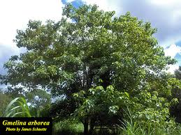 Image result for Gmelina