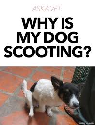 Ask A Vet Why Is My Dog Scooting Dog Care Dog Remedies Dogs