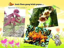 Alasannya tak lain karena benda satu ini mengandung unsur narkotika yang berbahaya. Kepupusan Flora Flauna Ppt Download
