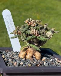Image result for Euphorbia unicornis