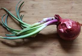 Fertilizing your onion plant regularly helps it grow large, healthy bulbs. Planting Sprouted Onions