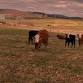Cowpoke.