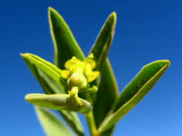 Image result for Euphorbia guerichiana