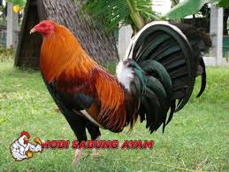 Sabung Ayam Online Ayam Aduan Filipina Ini Jelas Berasal Dari Filipina Sesuai Namanya Ayam Aduan Filipina Merupakan Salah Satu A Ayam Filipina Burung Cantik