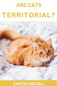 Pin On Cat Facts