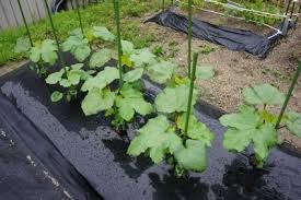 オクラが葉枯細菌病の様です Kazuちゃんのお米作りと気ままな菜園日誌