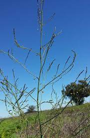Maybe you would like to learn more about one of these? How To Find Wild Asparagus Gathering Wild Asparagus