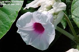 Image result for Argyreia