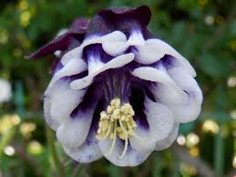 Image result for Aquilegia vulgaris Tower Mix
