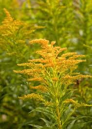 Epingle Sur Les Plantes Medicinales