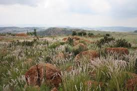 Image result for Melinis longiseta