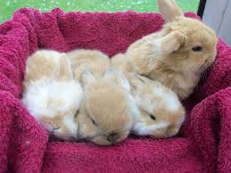 Uneori, rezultatele te fac să râzi în hohote. 130 Iepuras Ideas In 2021 IepuraÈ™i Iepuri Animale