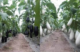 Aceștia sunt pașii spre construirea simplă a unui solar de legume durabil. Solar Legume Afacerea Ideala Pentru O Familie Din Mediul Rural