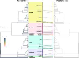 Image result for Baptorhachis foliacea