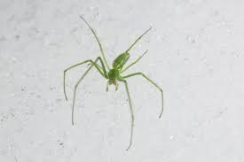It is the largest north american species in the family oxyopidae. Spiders In Winter Spidersrule