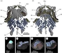 Scale structure of putative chondrichthyan gladbachus adentatus heidtke & krätschmer, 2001 from the middle devonian rheinisches. An Early Chondrichthyan And The Evolutionary Assembly Of A Shark Body Plan Proceedings Of The Royal Society B Biological Sciences