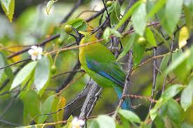 Image result for Cyanotis sp. aff. C. lapidosa