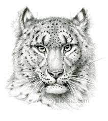 Snow Leopard Sketch Portrait Leopard Sketch Big Cats Art Snow Leopard Tattoo