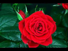 Maybe you would like to learn more about one of these? Pin On Shop Local Preferred Businesses