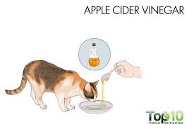 How To Treat Cystitis In Cats Top 10 Home Remedies Top 10 Home Remedies Urinary Tract Infection Urinary Tract