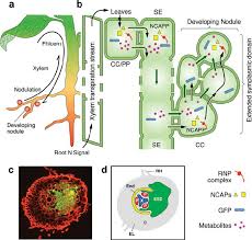 Jan 14, 2021 · xylem plant cell diagram. Xylem Phloem Communication Network Control Over Nitrogen Fixation In Download Scientific Diagram