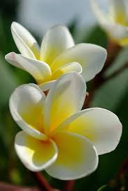 Studioview Two Of Us Frangipani By Rainy Redbubble Plumeria Flowers Amazing Flowers Frangipani