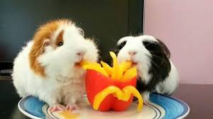 Pin On Guinea Pigs