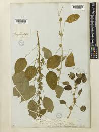 Image result for Acalypha ciliata