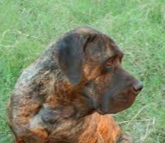 The fila brasileiro (or fila mastiff as it's also known) is an iconic looking dog, famous for its strong, muscular appearance and unrivaled loyalty. Fila Brasileiro Home Facebook