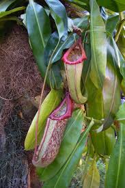Dicentra cucullaria dutchman's breeches coloring page | coloring guide back to the northwest coloring book page. Carnivorous Plants Advanced Read Biology Ck 12 Foundation