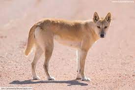 Many are distinct breeds with unique features and abilities. Wild Dog Species List With Pictures Facts All Types Of Wild Dogs