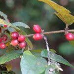 Image result for Cremaspora