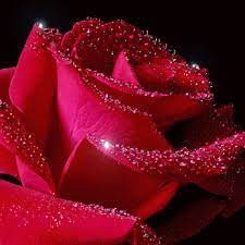 Google Red Rose Pictures Beautiful Red Roses Beautiful Roses
