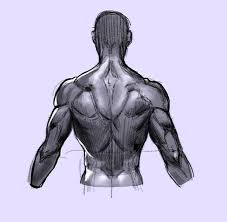 Want to maintain muscle flexibility, reduce pain and improve mobility? How To Draw The Human Back A Step By Step Construction Guide Gvaat S Workshop