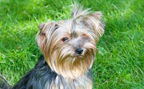 Yorkshire Terrier Diabetes Mellitus Ufaw