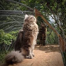 Petit conseil en plus : Elevage Du Brin De Paille Eleveur De Chats Maine Coon