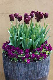 Flores Tulips Arrangement Plants Container Gardening