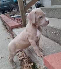 Dogs are afraid for taking the stairs for a lot of reasons. Dog Afraid Of Stairs Suddenly Daily Dog Discoveries