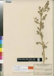 Image result for Rorippa nudiuscula