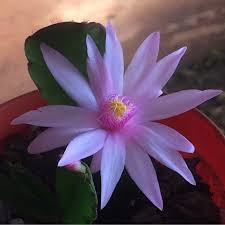 Christmas, thanksgiving, and easter cacti prefer a humid environment. Hatiora Gaertneri Pawnee Spirit Easter Cactus Pawnee Spirit In Gardentags Plant Encyclopedia