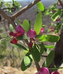 Image result for Securidaca longepedunculata