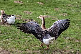 During mating the male bites the feathers on the goose's head which can lead to feather loss. Geese Hump Geese Gander Female Spring Care Open Wings Go Domestic Goose Animals Poultry Pikist