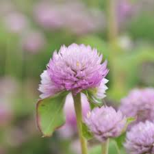 Image result for Gomphrena globosa