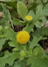 Image result for Grangea maderaspatana