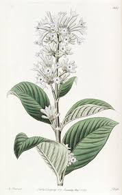 Image result for Hyperacanthus microphyllus
