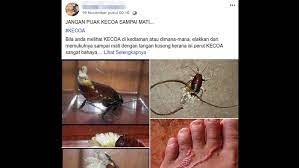 Tetapi alur cerita pada mimpi yang dialami menjadikan arti mimpinya sedikit berbeda tergantung siapa yang memimpikannya. Viral Bahaya Injak Kecoa Bikin Cacing Masuk Ke Kulit Ini Faktanya